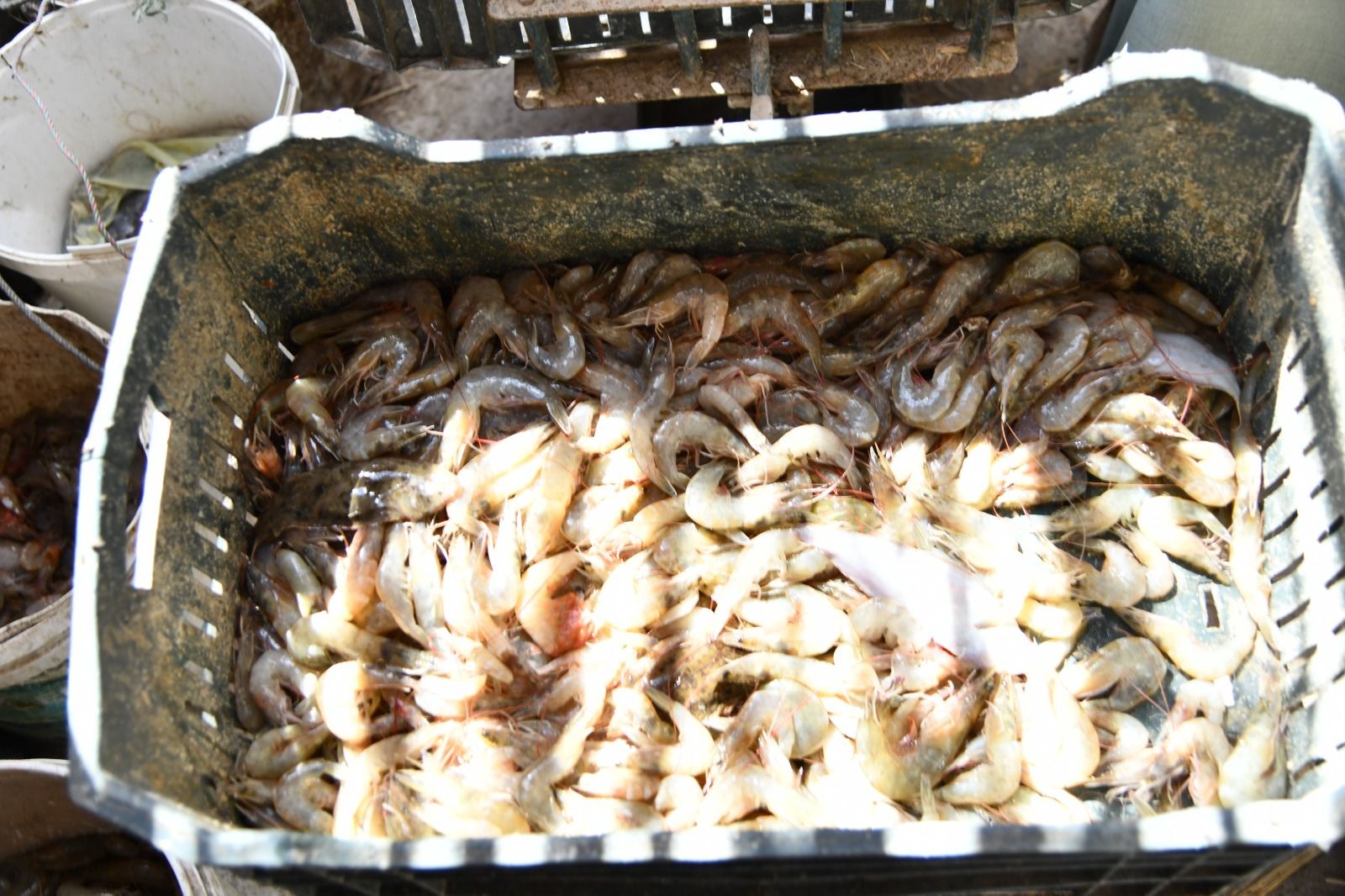 محافظ الفيوم يشهد مزاداً لبيع السمك والجمبري بإحدى الحلقات على ساحل بحيرة قارون - الخليج الان