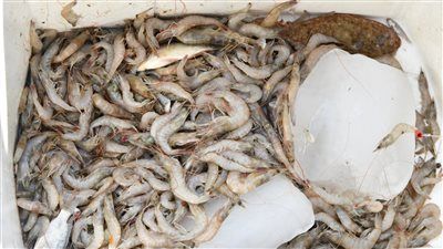 محافظ الفيوم يشهد مزاداً لبيع السمك والجمبري بإحدى الحلقات على ساحل بحيرة قارون - الخليج الان