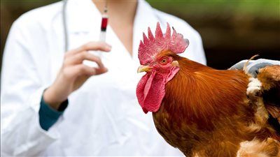 تفشي إنفلونزا الطيور "H5N1" في العراق.. تحذيرات وإجراءات احترازية مشددة - الخليج الان