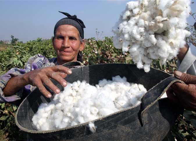 الإصلاح الزراعي.. إزالة 144 حالة تعدٍ وإطلاق منافذ غذائية متنقلة بأسعار مخفضة - الخليج الان