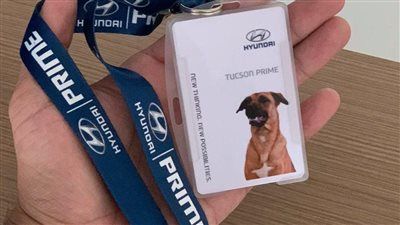 كلب ضال يتحول إلى “مستشار مبيعات” في شركة سيارات برازيلية - الخليج الان