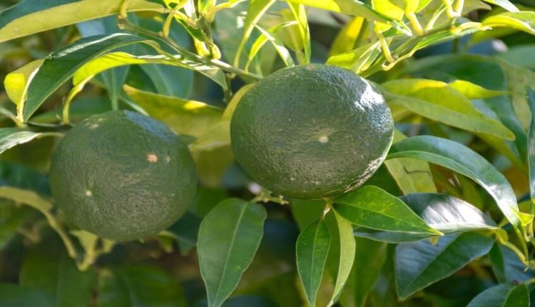 ورق شجر شائع يقي امراض الكبد !