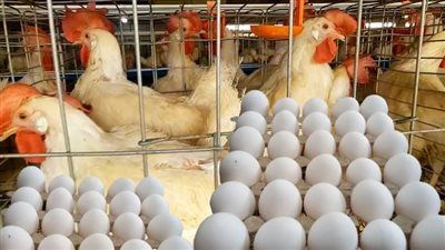 هبوط كبير في أسعار الدواجن والبيض اليوم الأربعاء - الخليج الان