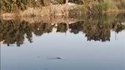 فيديو متداول يرصد تمساحاً داخل مصرف مائي بالشرقية - الخليج الان