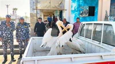 التحفظ على طائرَي بجع بسوق الأسماك المطوَّر بالإسماعيلية ونقلهما إلى محمية أشتوم الجميل - الخليج الان