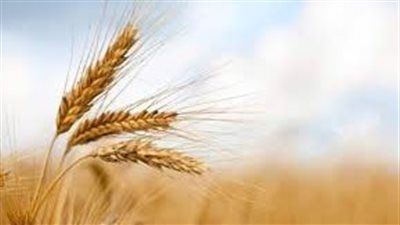 ما تأثيرات رفع إيجارات أراضي الوقف على المحاصيل ؟.. وزارة الزراعة تجيب - الخليج الان