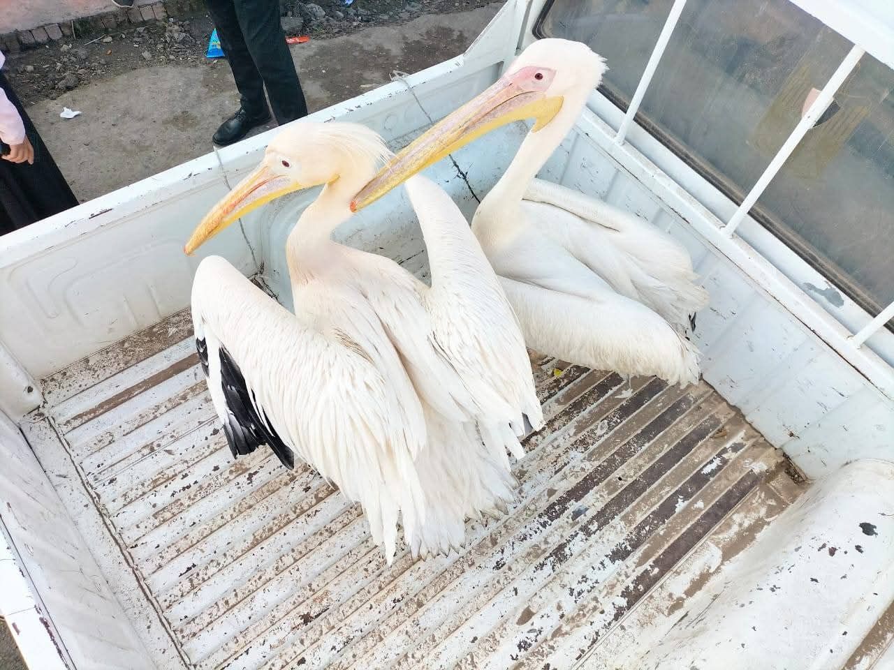 التحفظ على طائرَي بجع بسوق الأسماك المطوَّر بالإسماعيلية ونقلهما إلى محمية أشتوم الجميل - الخليج الان