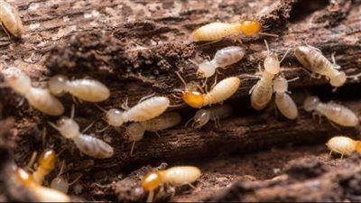 النمل الأبيض يثير القلق في قرية مصرية بعد انهيار ثلاث منازل - الخليج الان