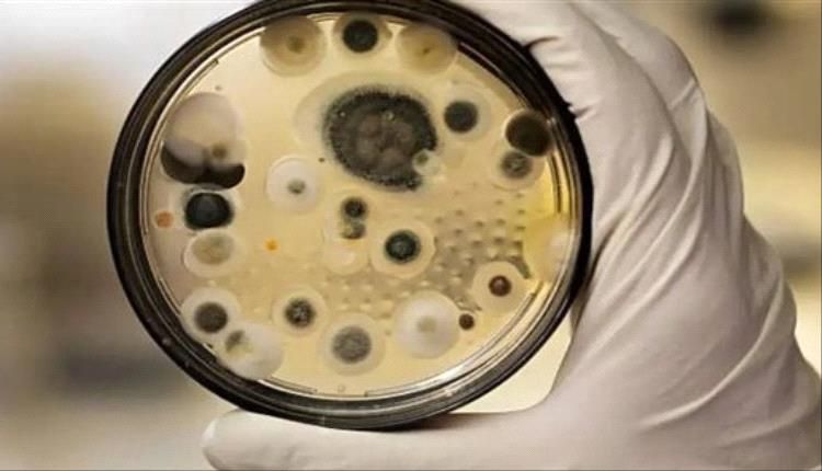 دراسة تحذر من انتشار فطر قاتل مقاوم للأدوية في جميع أنحاء العالم