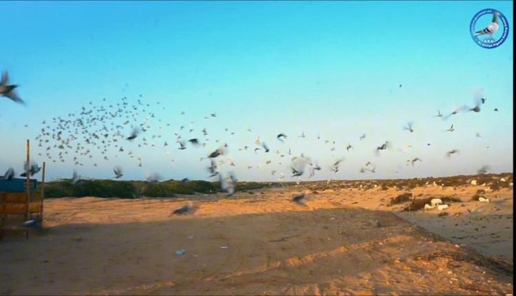 محافظة شبوة تشهد سباقًا تراثيًا للحمام الزاجل بروح التنافس والأصالة