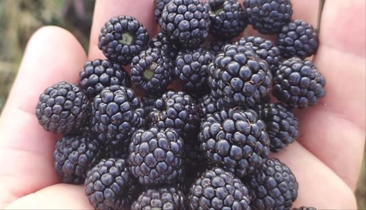 يقلل من التهاب المسالك البولية.. تعرف على فوائد عصير التوت