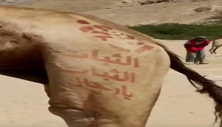 الثبات يارجال ..نقش على الإبل في حضرموت يغضب قوات الطوارئ الغازية