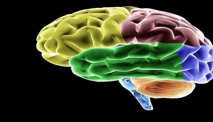 أطعمة ضرورية لدعم وظائف الدماغ !