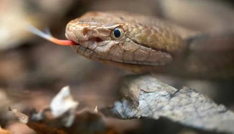 1.2 مليون حالة وفاة.. أفاعي "الأربعة الكبار" تحصد الأرواح في الهند