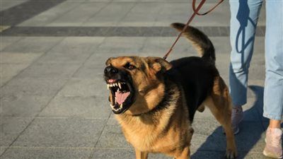 كلب ضال ينهش ذراع طفل بالصف.. ووالده يستغيث: أنقذوا أبناءنا - الخليج الان