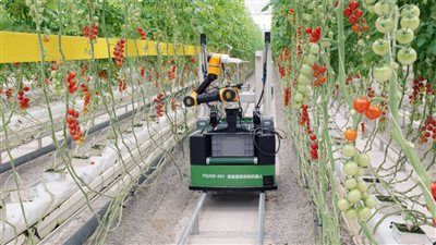 «روبوتات الحصاد» تُحدث تطور في الإنتاج الزراعي الصيني.. هل تعتمدها مصر لتعزيز الصادرات؟ - الخليج الان