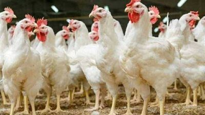 تراجع أسعار الدواجن.. سعر الفراخ البيضاء بعد انخفاض كبير في الأسواق - الخليج الان