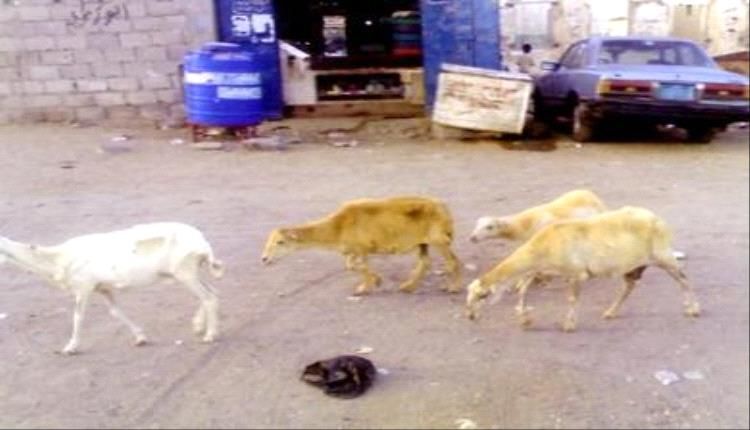 المنصورة.. تعميم بمصادرة المواشي السائبة ودعوة الملاك للالتزام بالضوابط القانونية