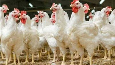 أسعار الدواجن البيضاء تعكس تغيرات العرض والطلب في الأسواق - الخليج الان