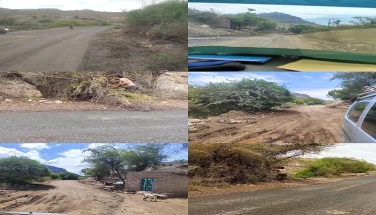 لحج ..تواصل حمله تقليم الاشجار ورفع العوائق والمخلفات من الخط العام بالمسيمير