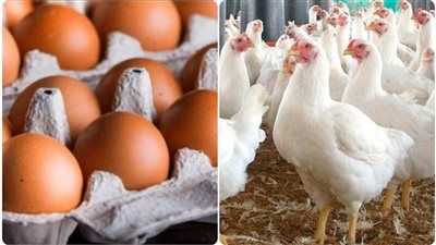 بـ 130 جنيهاً..التموين تطرح بيض المائدة والسلع الغذائية بأسعار مخفضة - الخليج الان