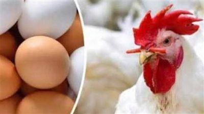 انخفاض كبير في أسعار الدواجن.. نائب رئيس اتحاد منتجي الدواجن يكشف التفاصيل - الخليج الان