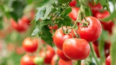 كيلو الطماطم بكام النهارده.. أسباب ارتفاع أسعار الطماطم بالأسواق وموعد الانخفاض - الخليج الان