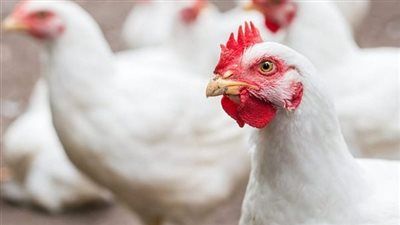 هدوء في الأسواق.. سعر الفراخ اليوم الأحد في مصر يسجل مستويات جديدة للمستهلكين - الخليج الان