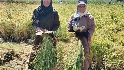 انطلاق حصاد القمح بحقول الشرقية بزيادة 24 ألف فدان عن العام الماضي - الخليج الان