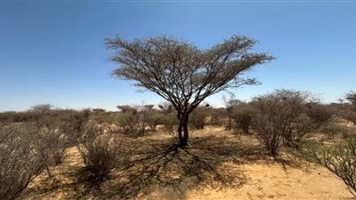 اقتصاد الرماد: الحرب في السودان تحول الغابات إلى سلعة لفقراء النازحين - الخليج الان