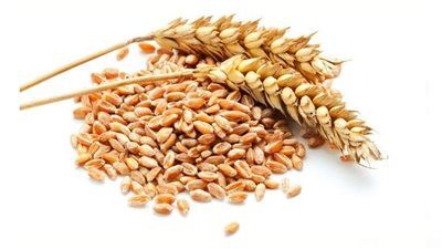 الحكومة تستعد لموسم توريد القمح 2026 بخطة دعم شاملة للمزارعين - الخليج الان