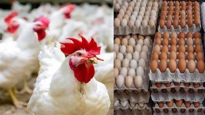 تراجع مفاجئ ينعش الأسواق.. ماذا وراء هبوط أسعار الفراخ اليوم في مصر؟ - الخليج الان