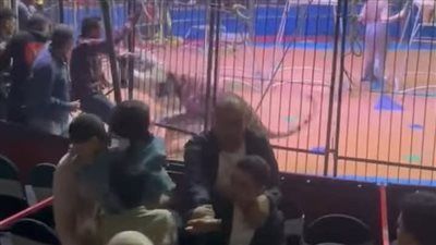 مأساة السيرك.. شبل يهاجم طفلة خلال صورة تذكارية - الخليج الان