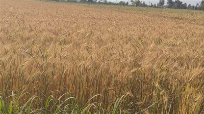 في أول أيام التوريد .. صوامع وشون الشرقية تستقبل ٤٦٧ طن ٦٩٠ كيلو قمح محلي - الخليج الان