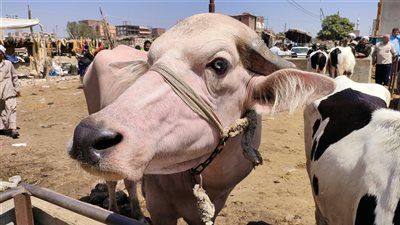 دليل أسعار الأضاحي 2026 في الأسواق المصرية مع قرب حلول العيد - الخليج الان