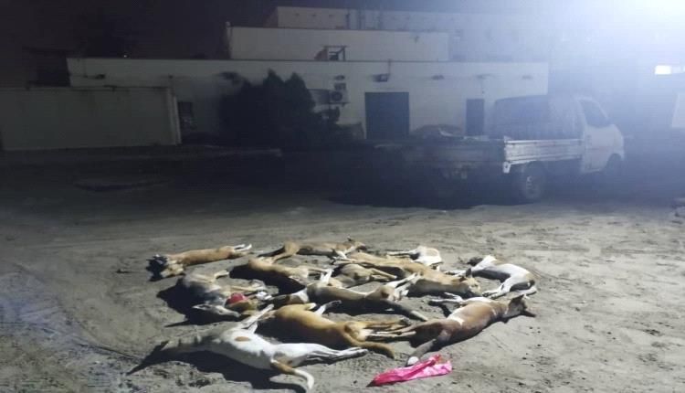 القضاء على (70) كلبًا ضالًا خلال حملة بيئية مكثفة في خور مكسر