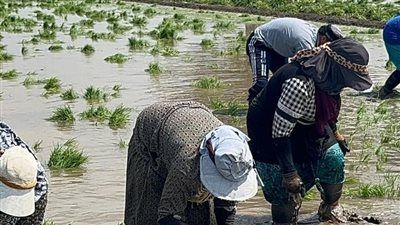سيدات الغيط يتصدرن المشهد.. ملحمة كفاح في حقول كفرالشيخ مع بدء زراعة الأرز - الخليج الان