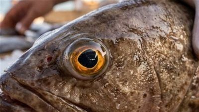 "أكتشفي الطازج من الفاسد ".. 5 علامات ذهبية دليلك لاكلة سمك شهية - الخليج الان