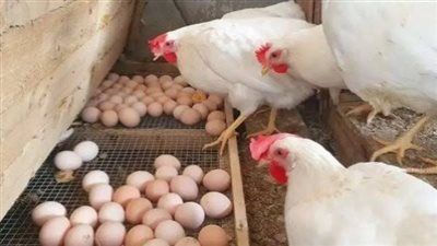 البيض المصري على أعتاب التصدير.. 4 أسواق عربية تفتح الأبواب - الخليج الان
