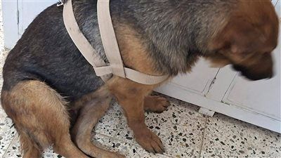 مستشفى الطب البيطري بجامعة قنا تستقبل حالة نادرة لكلبة جيرمان شيبرد تعاني من نزيف بالبول وخمول مزمن - الخليج الان