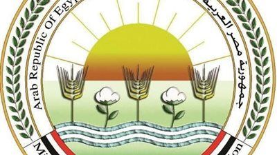 انفراجة قريبة.. الزراعة تكشف أسباب ارتفاع أسعار الطماطم: زيادة مؤقتة - الخليج الان