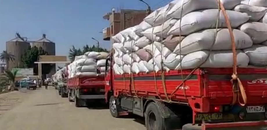 استلام أكثر من 275 ألف طن قمح محلي بصوامع وشون بني سويف منذ بداية موسم الحصاد والتوريد - الخليج الان