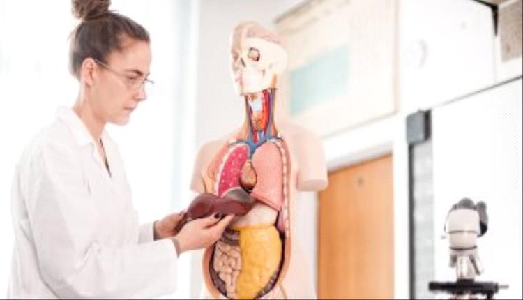 علاج الكبد الدهنى بطرق طبيعية ونصائح فعالة