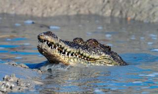 تمساح "يخطف" مسيّرة من الجو (فيديو)