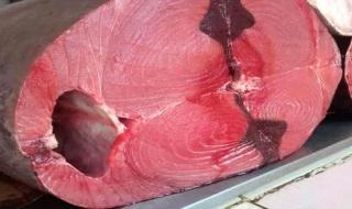 أسعار الأسماك اليوم الاثنين فى عدن 14 أكتوبر 2024م