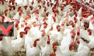 خزني واشتري يا ست الكل.. أسعار الفراخ البيضاء اليوم الخميس 2025-7-17 في بورصة الدواجن والأسواق المحلية 