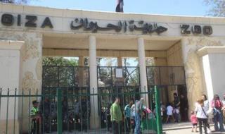 حديقة الحيوان بالجيزة تستعد للعودة بوجه عالمي بعد تطوير شامل - الخليج الان
