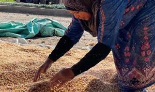 ستات كفر الشيخ .. بطلات خلف الستار يحملن البيوت على أكتافهن - الخليج الان