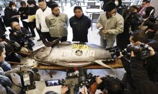 "تونة بـ3.2 مليون دولار".. سمكة عملاقة تحقق رقما قياسيا في طوكيو