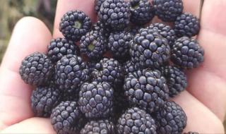 يقلل من التهاب المسالك البولية.. تعرف على فوائد عصير التوت